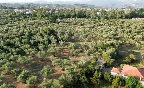 Land in Community of Mystras, Peloponnese, Western Greece and the Ionian, Griechenland 1