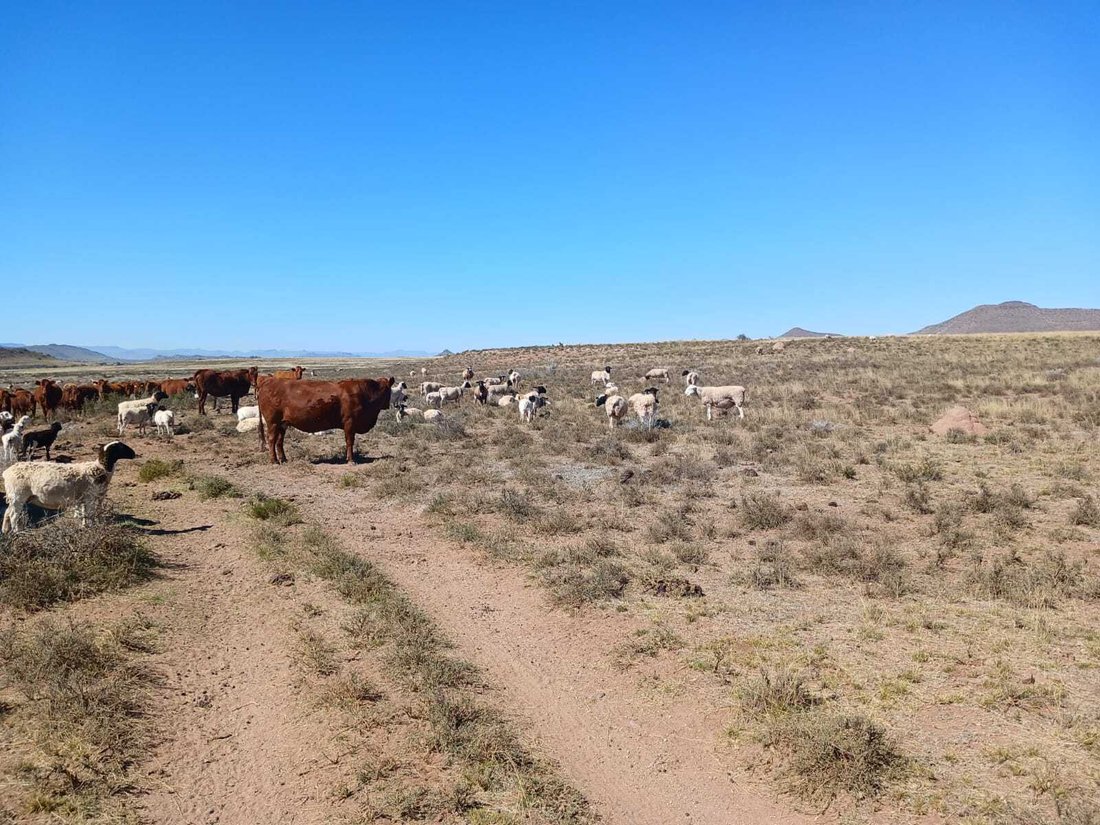 Farm Ranch in Tarkastad, Eastern Cape, South Africa 1 - 16322272