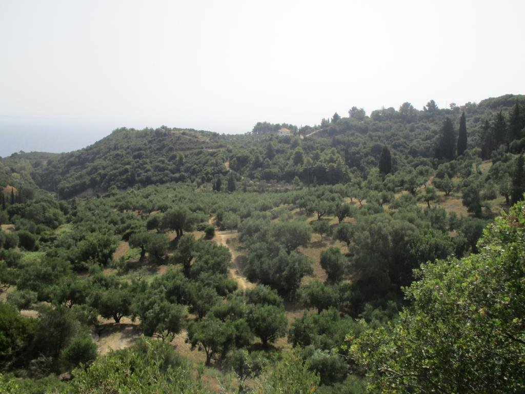 Land in Basilikou, Peloponnese, Western Greece and the Ionian, Greece 4 - 16325943