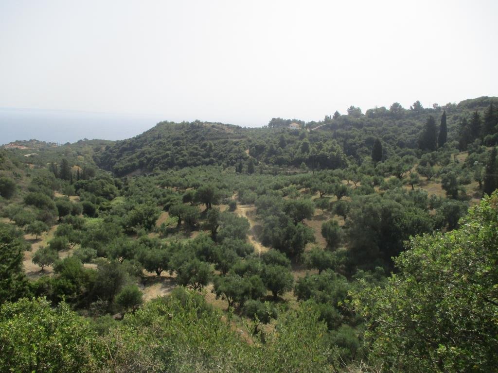 Land in Basilikou, Peloponnese, Western Greece and the Ionian, Greece 1 - 16325943