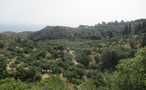 Land in Basilikou, Peloponnese, Western Greece and the Ionian, Greece 1