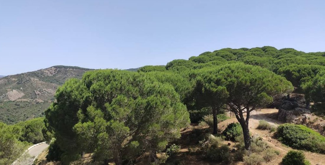 Land in Jimena de la Frontera, Andalusia, Spain 2 - 16338264