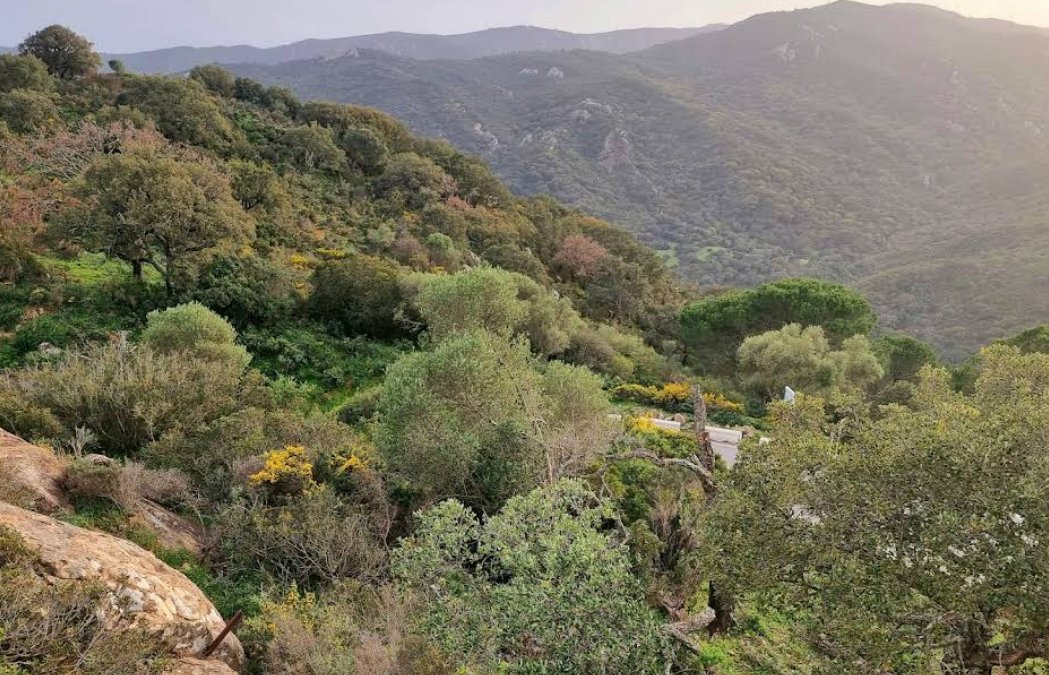 Land in Jimena de la Frontera, Andalusia, Spain 5 - 16338264