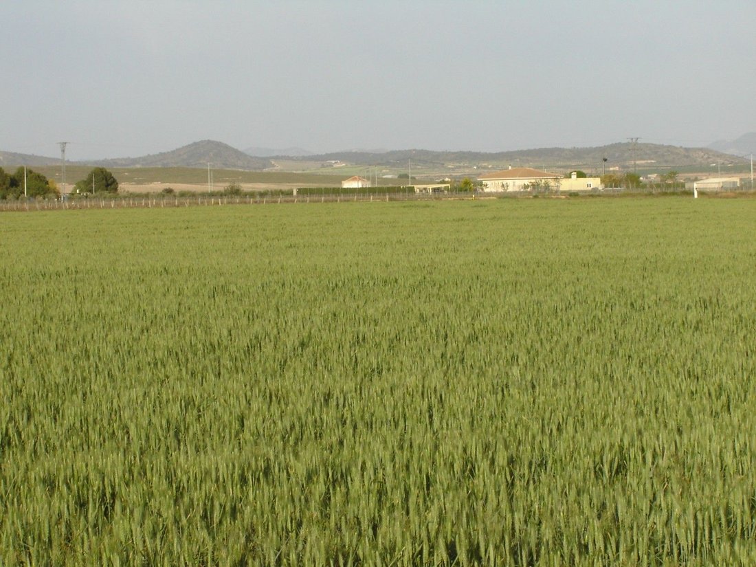 Land in Yecla, Murcia, Spanien 2 - 16382680
