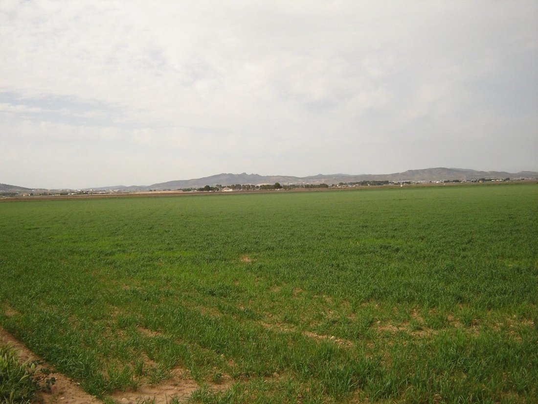 Land in Yecla, Murcia, Spanien 4 - 16382680