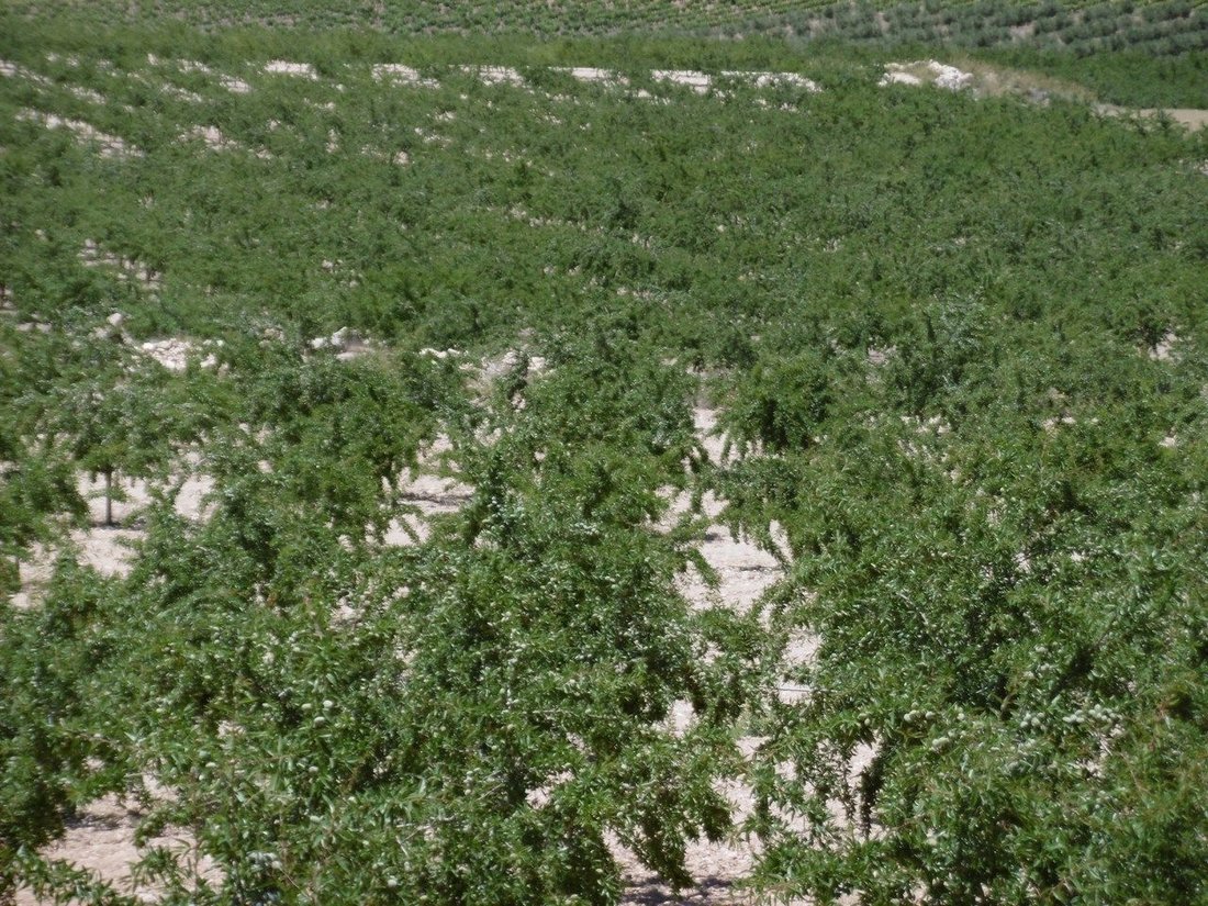 Terreno a Jumilla, Murcia, Spagna 1 - 16382733