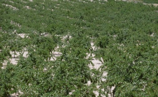 Land in Jumilla, Región de Murcia, Spain 1