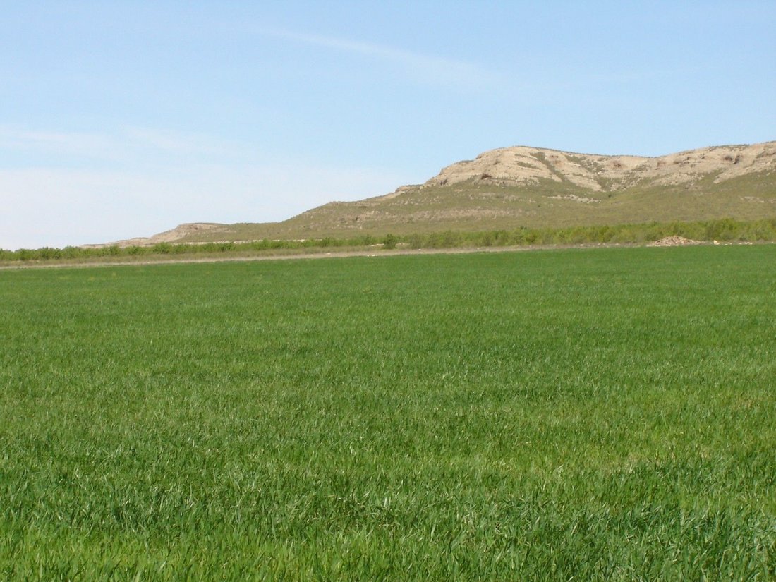 Land in Yecla, Murcia, Spanien 1 - 16382680