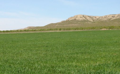 Land in Yecla, Región de Murcia, Spain 1