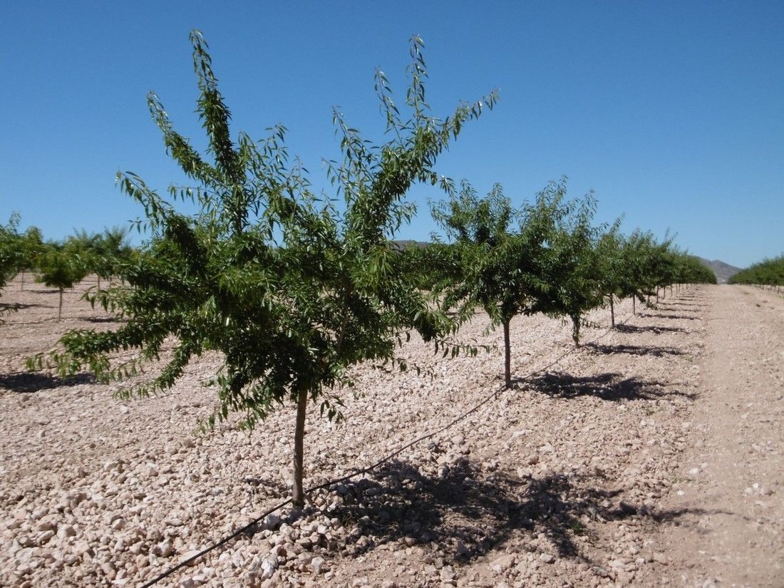 Land in Yecla, Murcia, Spanien 3 - 16382713