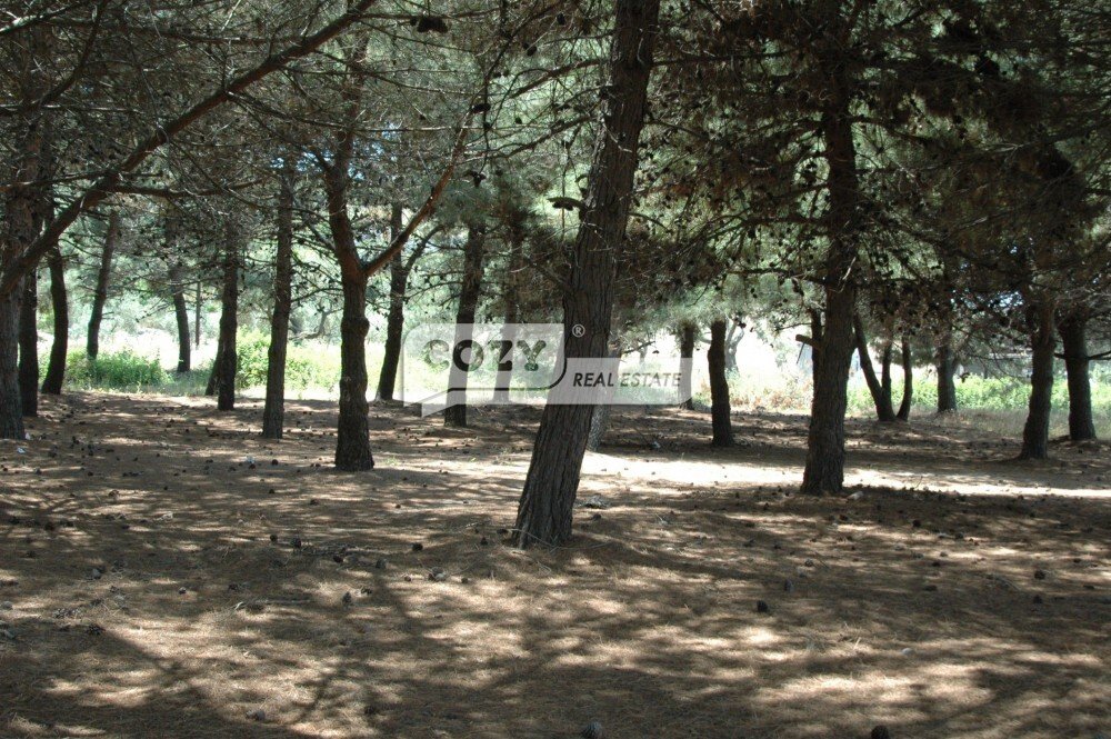 Land in Aristotle, Macedonia and Thrace, Greece 3 - 16393303
