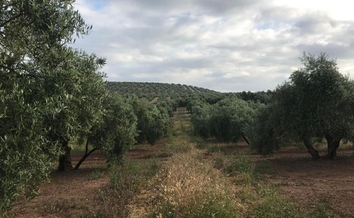 Finca en Úbeda, Andalucía, España 1