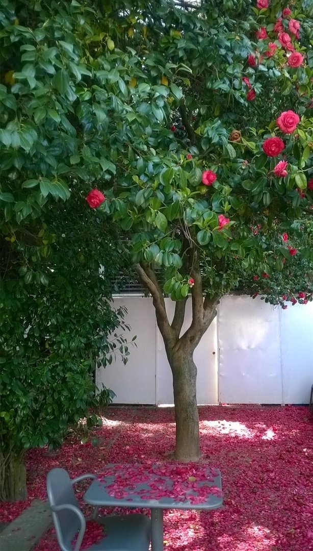 House in Lordelo do Ouro e Massarelos, Porto District, Portugal 5 - 16398749