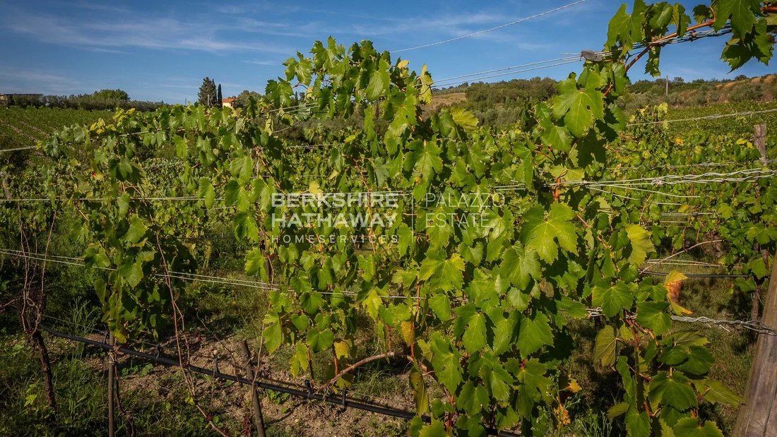 Farm Ranch in Manciano, Tuscany, Italy 1 - 16398759