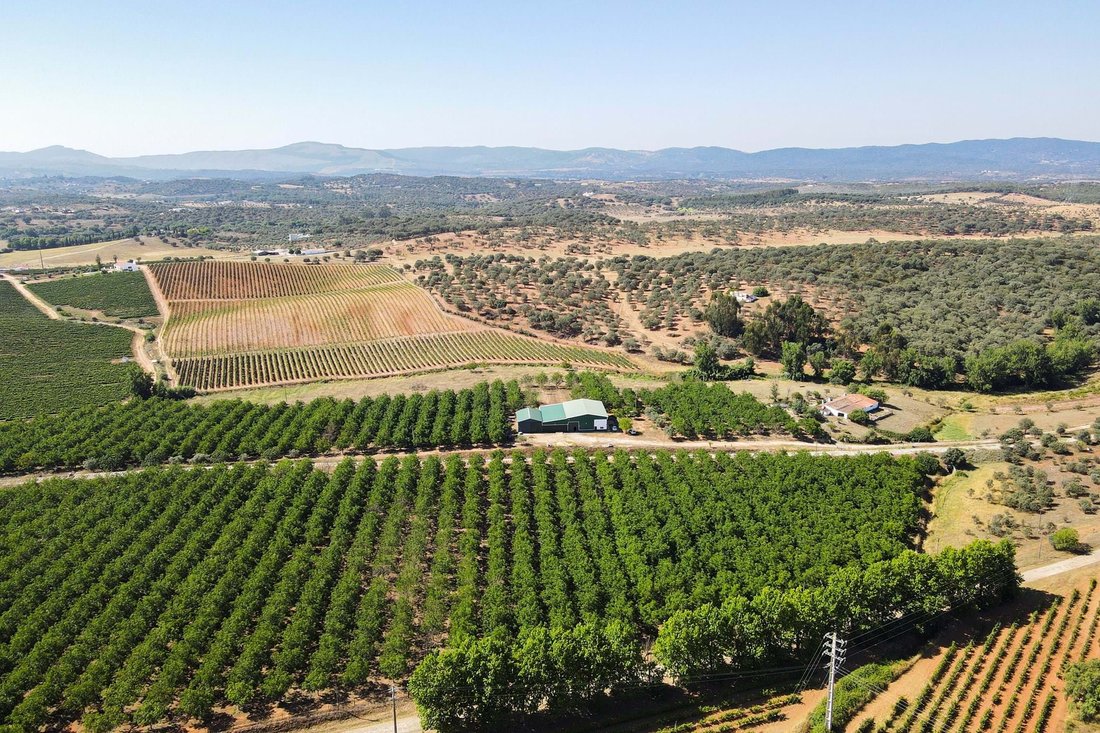Land in Estremoz (Santa Maria e Santo Andre), Évora District, Portugal 1 - 16408014