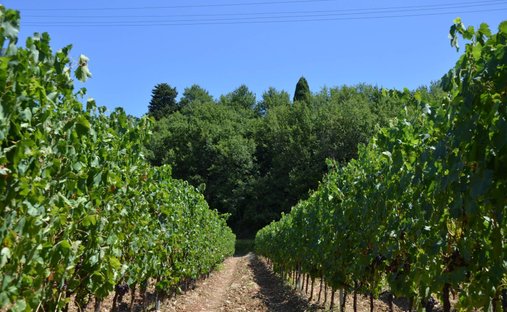Farm Ranch in Fornacette - Lucardo - San Pancrazio, Montespertoli, Tuscany 1