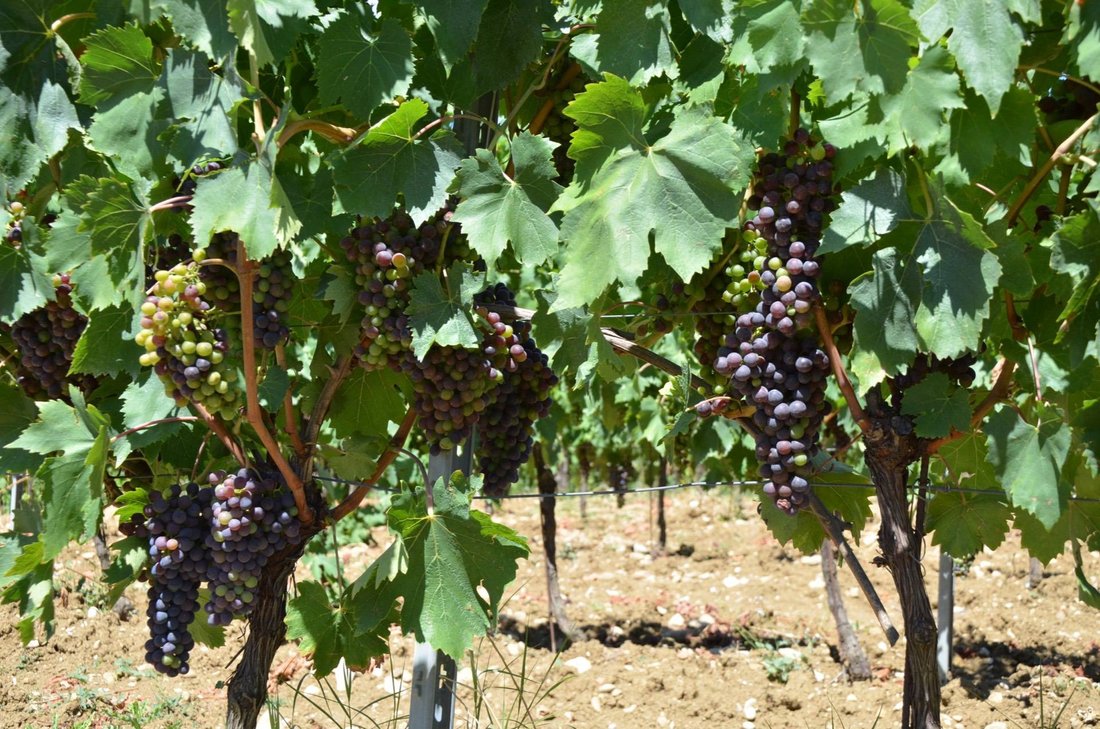 Farm Ranch in Fornacette - Lucardo - San Pancrazio, Montespertoli, Tuscany 5 - 16459433