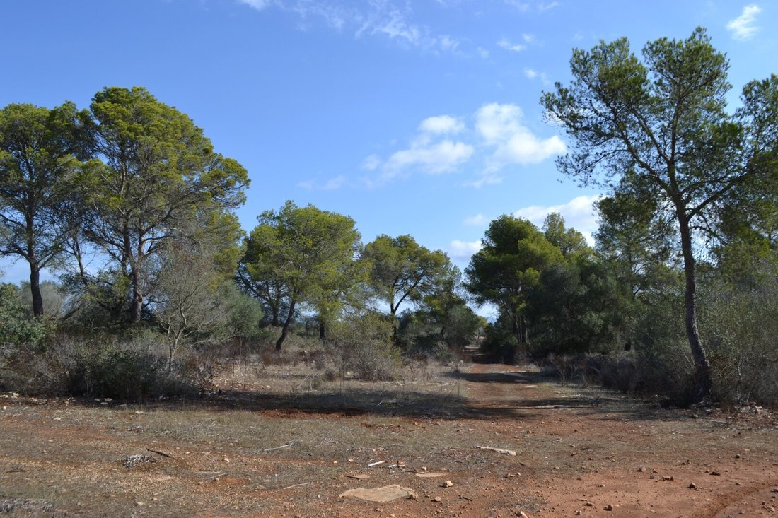 Llucmajor, Balearic Islands, Spain 5 - 16439451