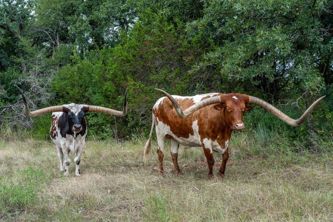 Farm Ranch in Hico, Texas, United States 4 - 16454508
