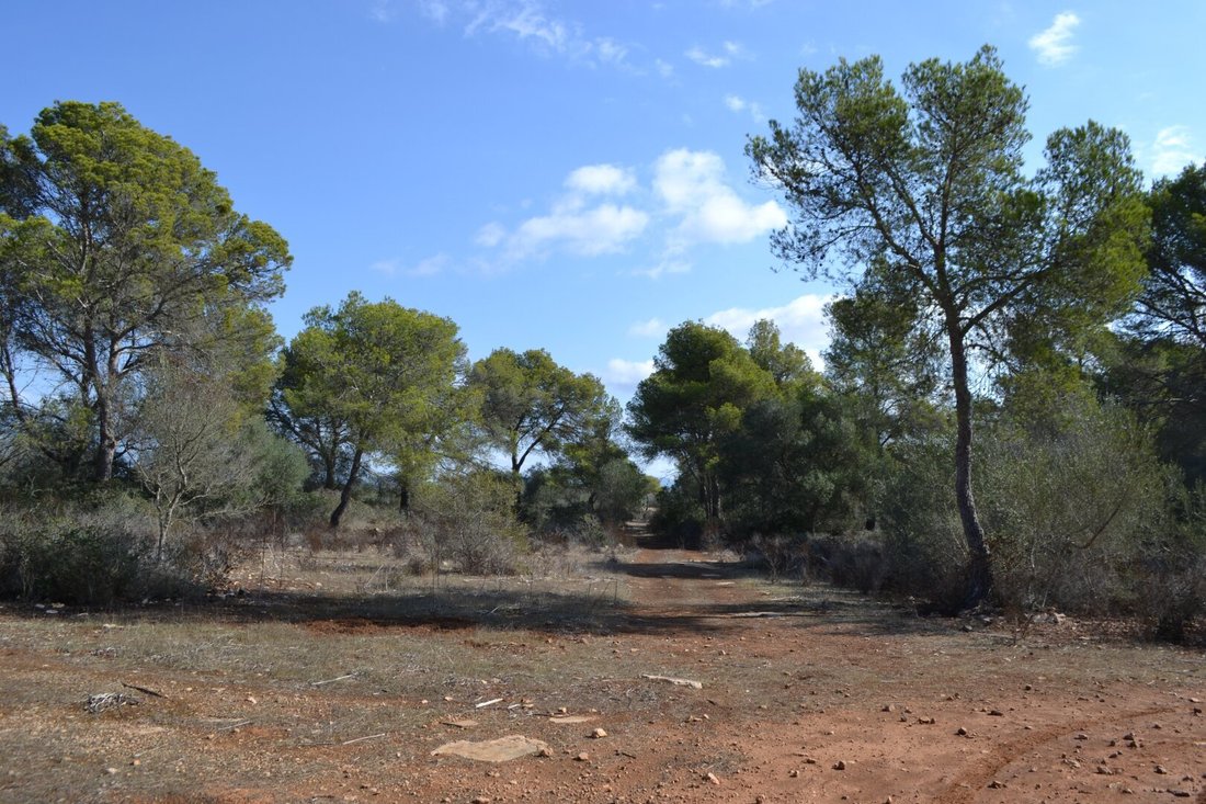 Llucmajor, Balearic Islands, Spain 4 - 16439451