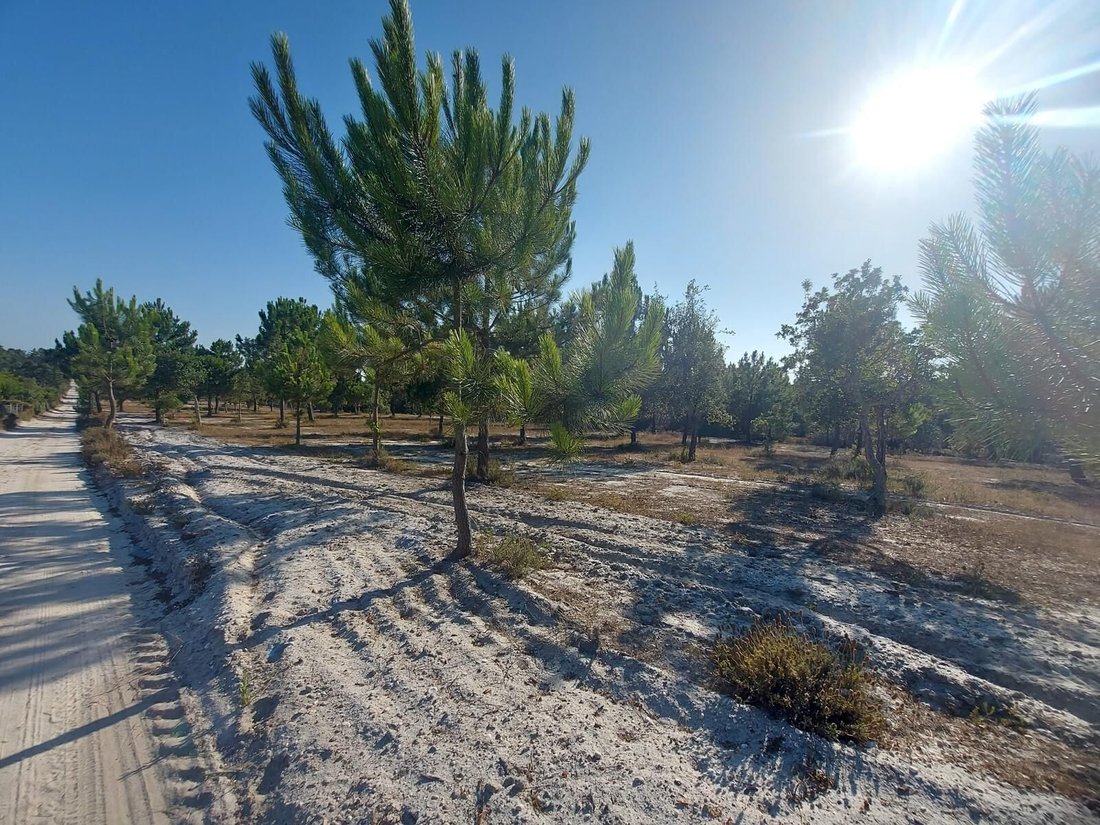 Land in Santo Andre, Setubal, Portugal 3 - 16465888
