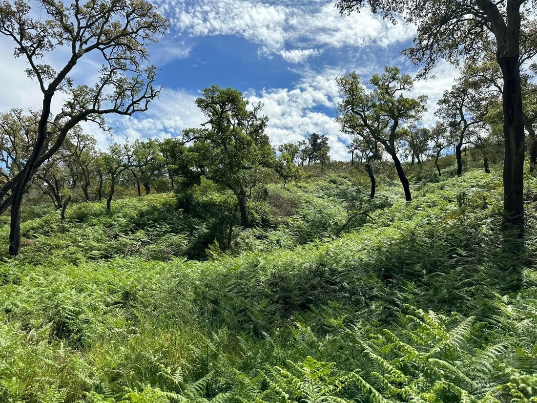 Land in Colos, Beja District, Portugal 2 - 16465913