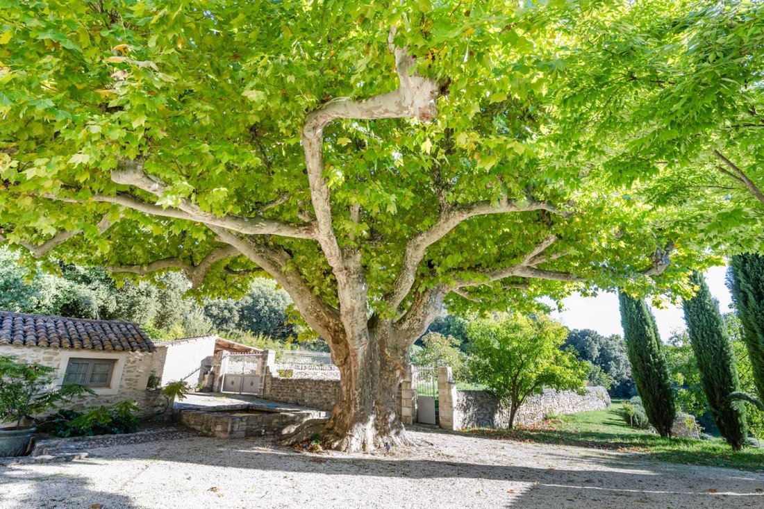 Estate in Grignan, Auvergne-Rhône-Alpes, France 5 - 16130475