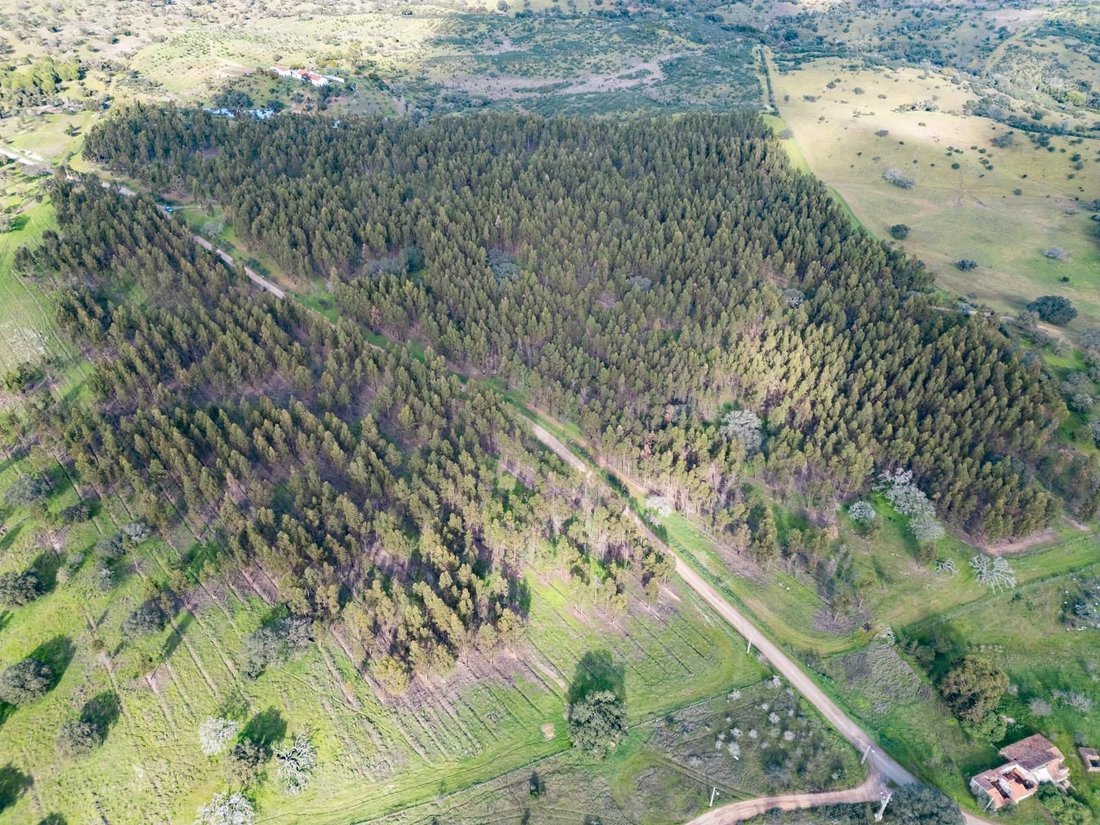 Land in Azinheira dos Barros e Sao Mamede do Sadao, Setubal, Portugal 1 - 16468534
