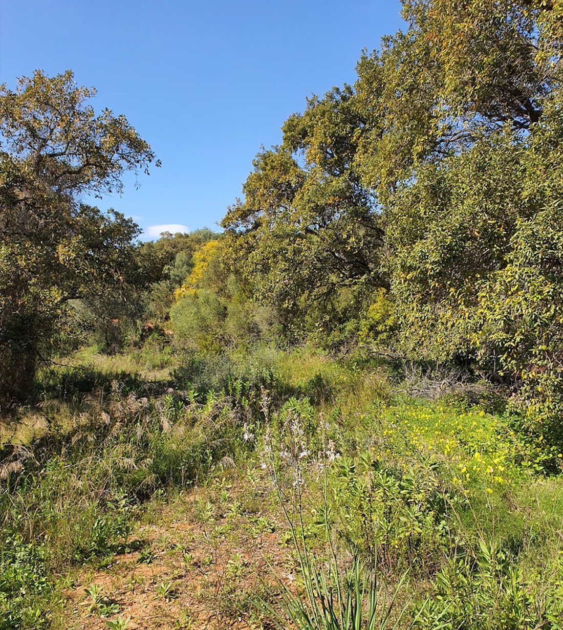 Land in Sotogrande, San Roque, Andalusia 4 - 16475065