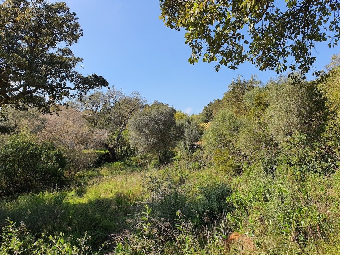 Land in Sotogrande, San Roque, Andalusia 1 - 16475065