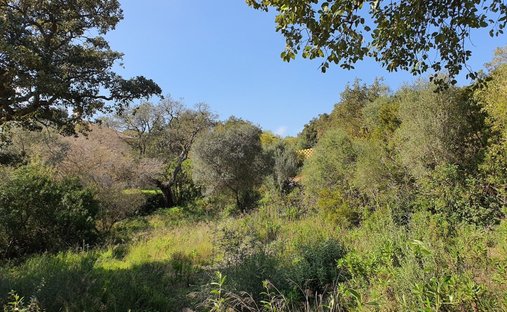 Land in Sotogrande, San Roque, Andalusia 1