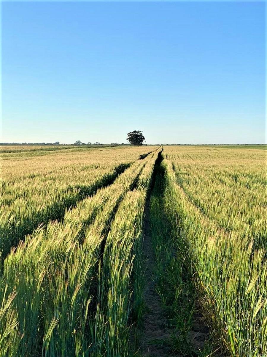 Farm Ranch in Hopefield, Western Cape, South Africa 2 - 16478647