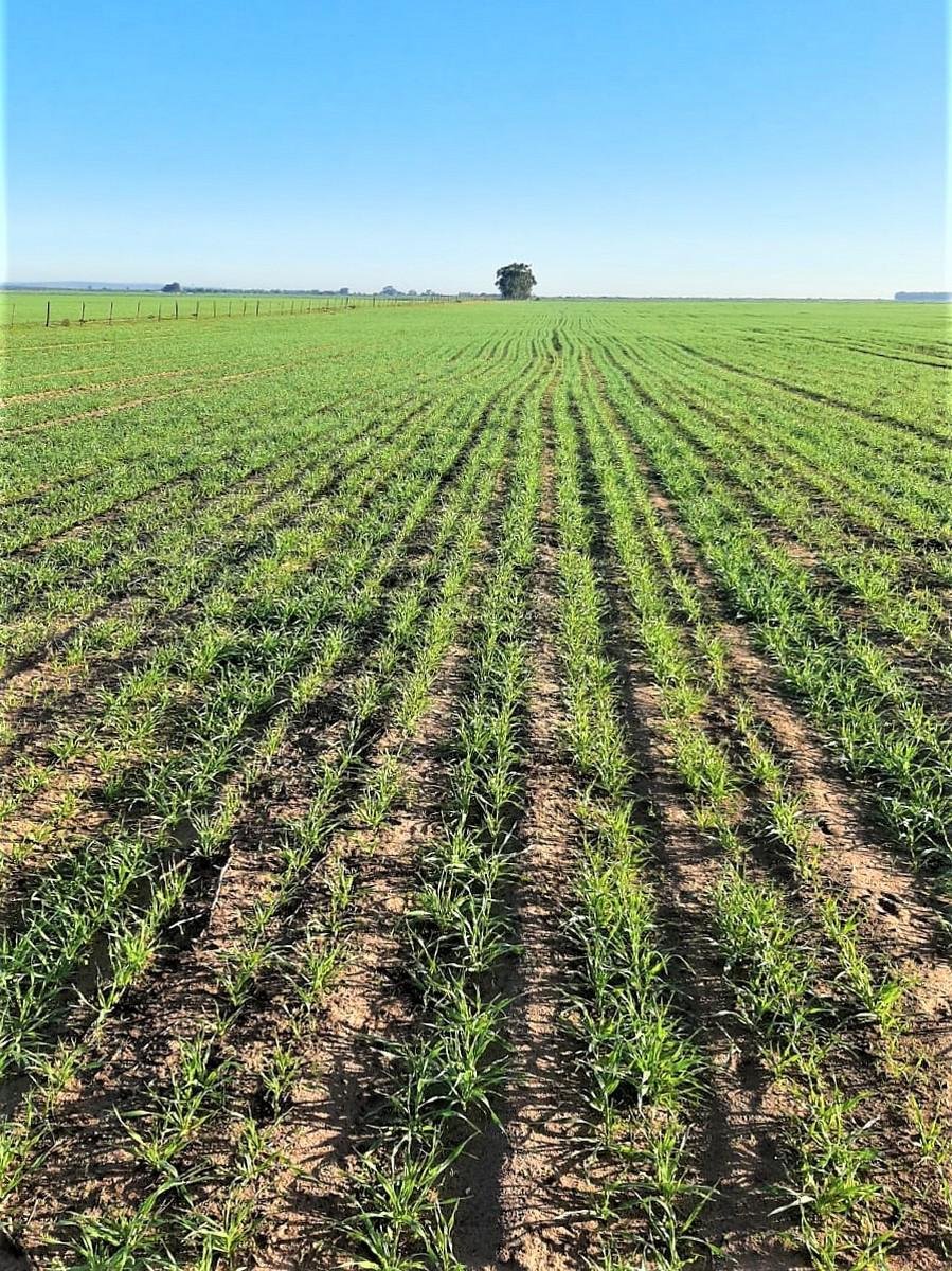 Farm Ranch in Hopefield, Western Cape, South Africa 1 - 16478647