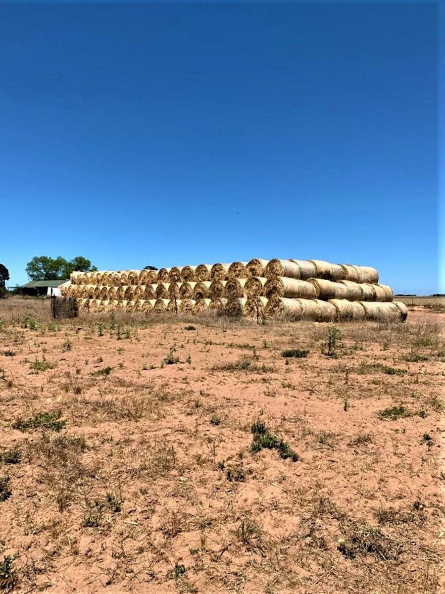 Farm Ranch in Hopefield, Western Cape, South Africa 3 - 16478647