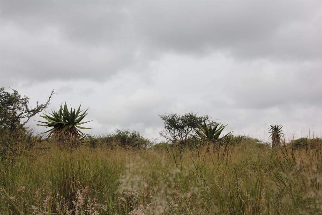 Land in Polokwane Ext 46, Limpopo, South Africa 2 - 16481009