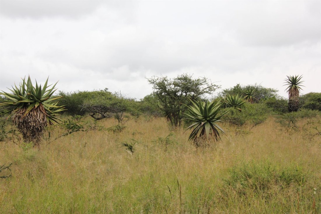 Land in Polokwane Ext 46, Limpopo, South Africa 1 - 16481009