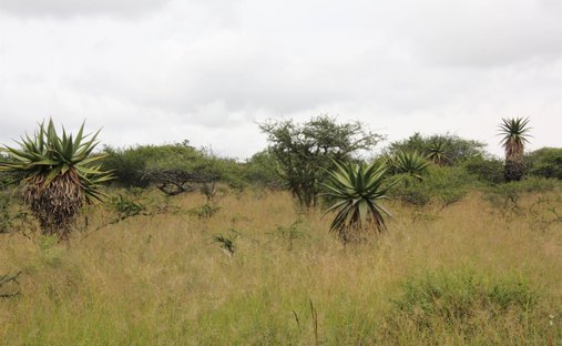 Land in Polokwane, Limpopo, South Africa 1