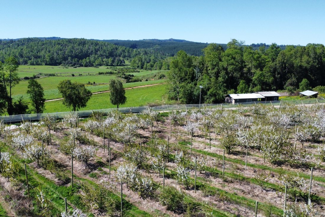 Farm Ranch in Purranque, Los Lagos, Chile 4 - 16307053