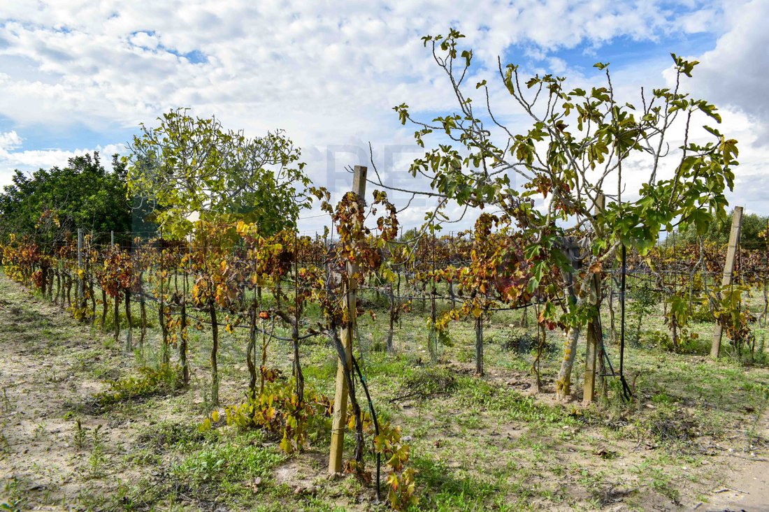 Villa in Center, Noto, Sicily 5 - 16485370