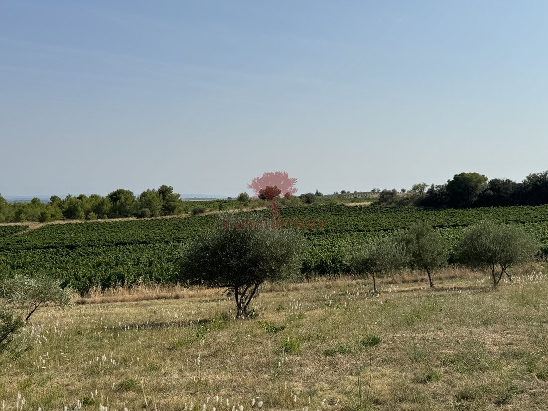 Estate in Saint-Chinian, Occitania, France 4 - 16498406
