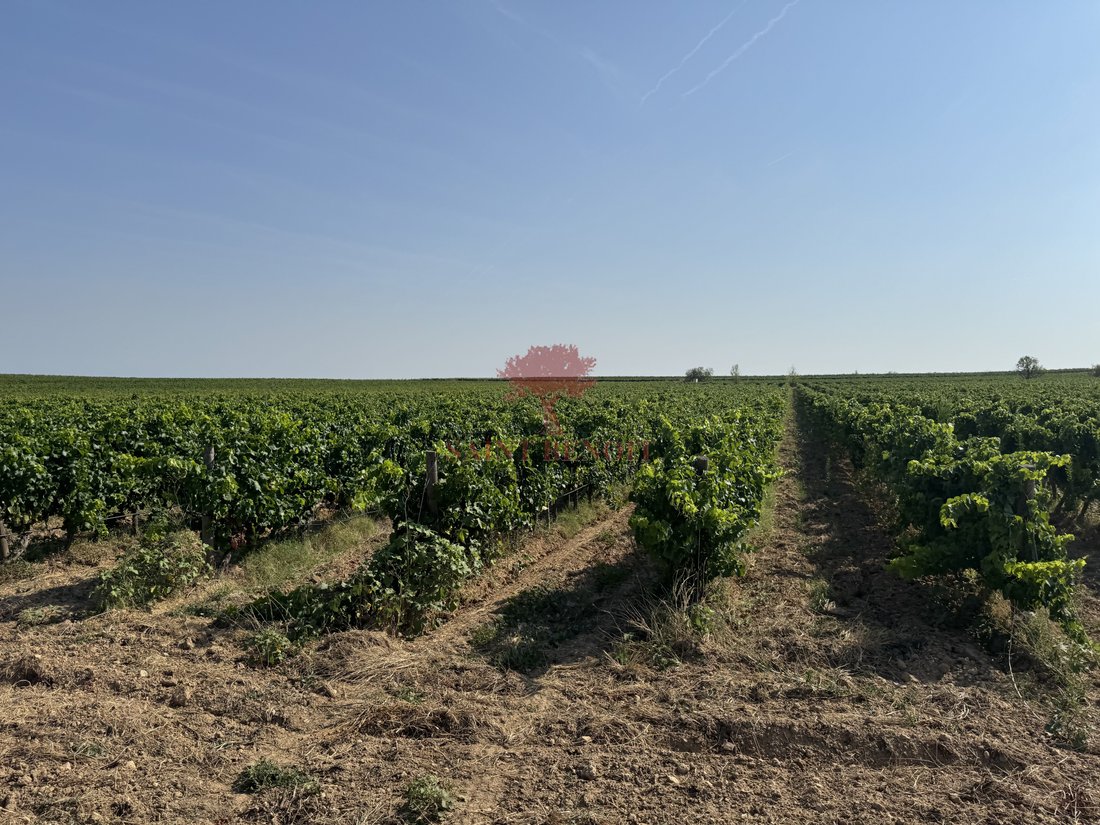 Estate in Saint-Chinian, Occitania, France 5 - 16498406