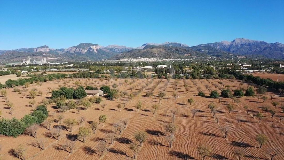 Land in Inca, Balearic Islands, Spain 5 - 14197570