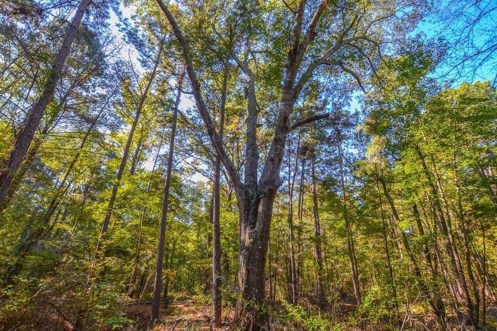 Chandler, Texas, United States 3 - 16513441