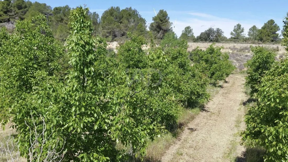 Gandesa, Catalonia, Spain 2 - 16355599
