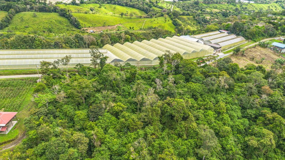 Finca in Potrerillos Arriba, Chiriquí Province, Panama 4 - 16531147