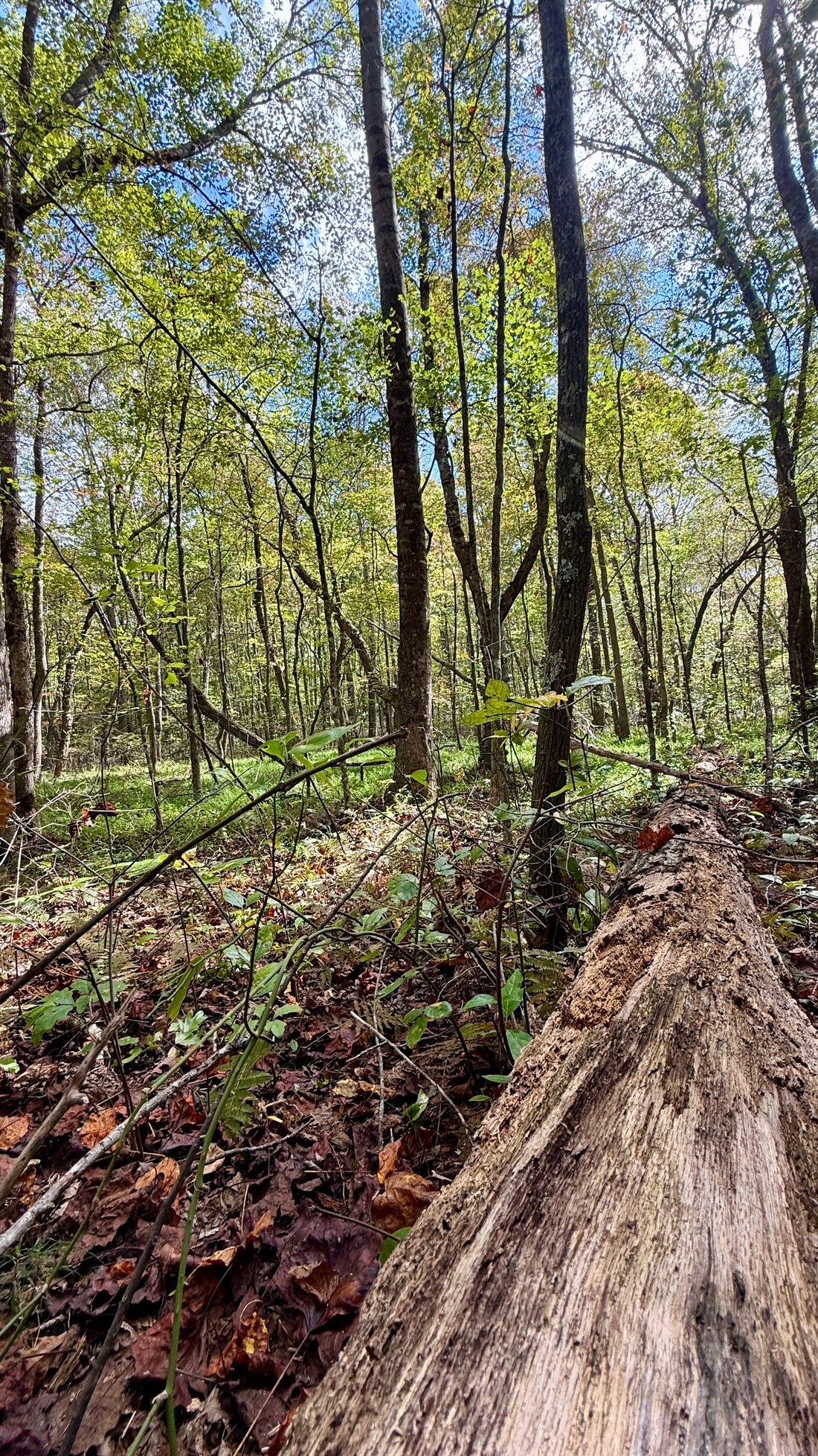 Land in Coalmont, Tennessee, United States 2 - 16531821