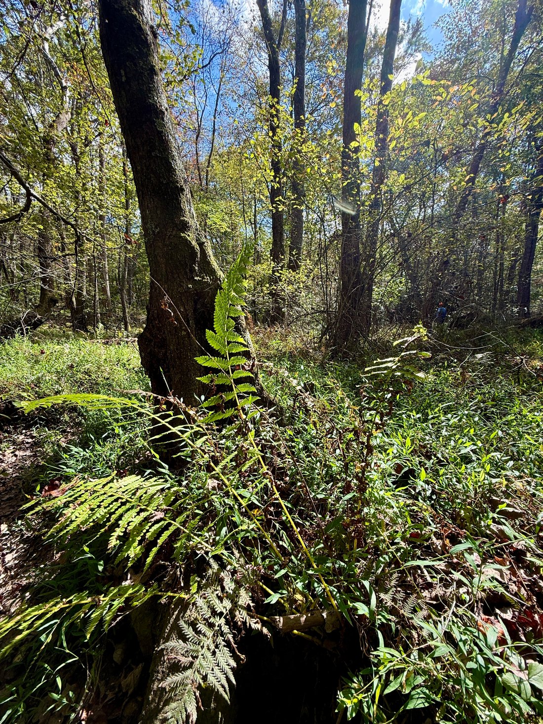 Land in Coalmont, Tennessee, United States 5 - 16531821