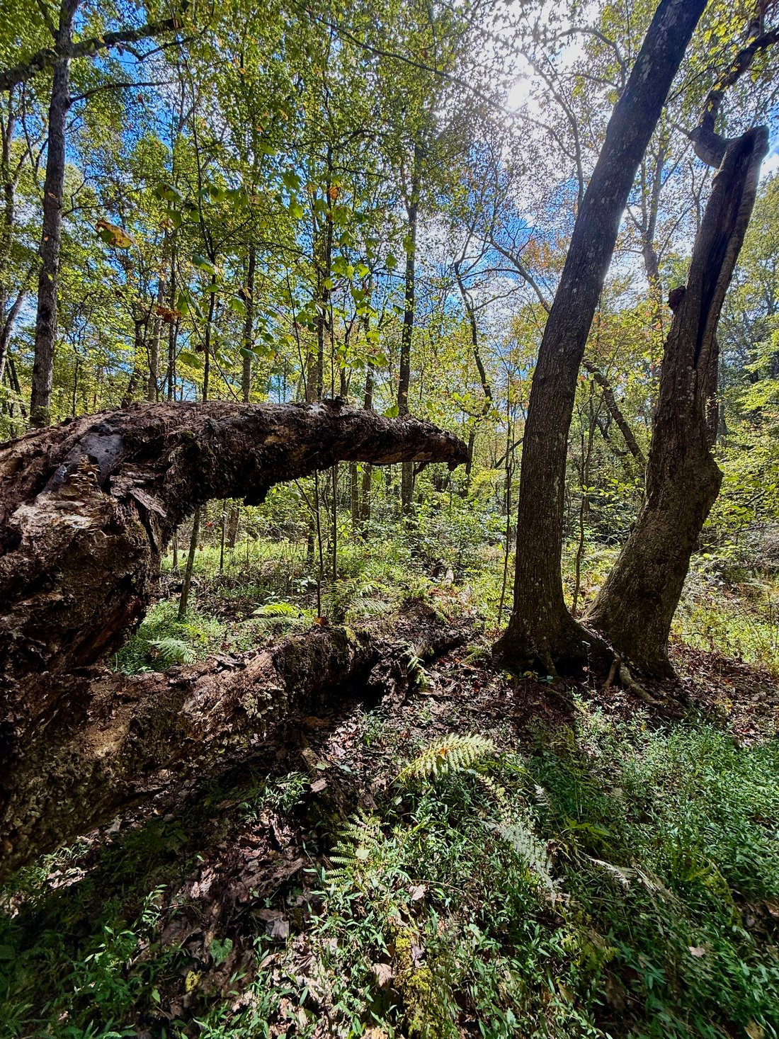 Land in Coalmont, Tennessee, United States 4 - 16531821