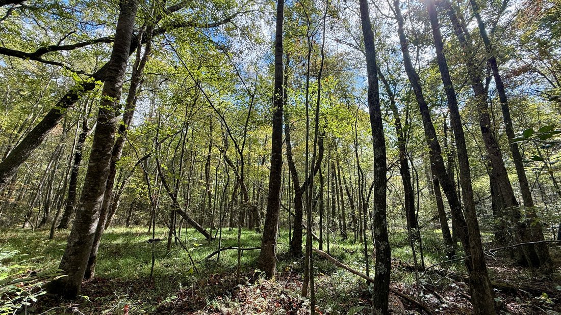 Land in Coalmont, Tennessee, United States 1 - 16531821
