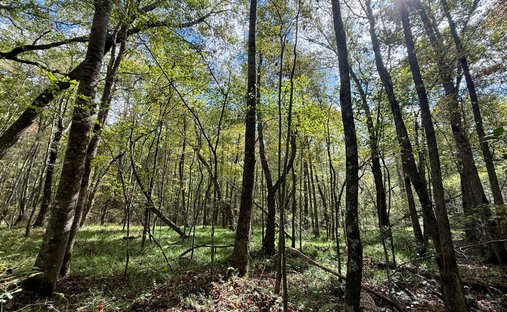 Land in Coalmont, Tennessee, United States 1